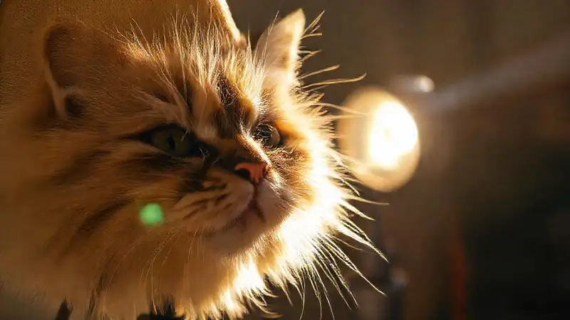 Luz cálida revela polvo y pelaje