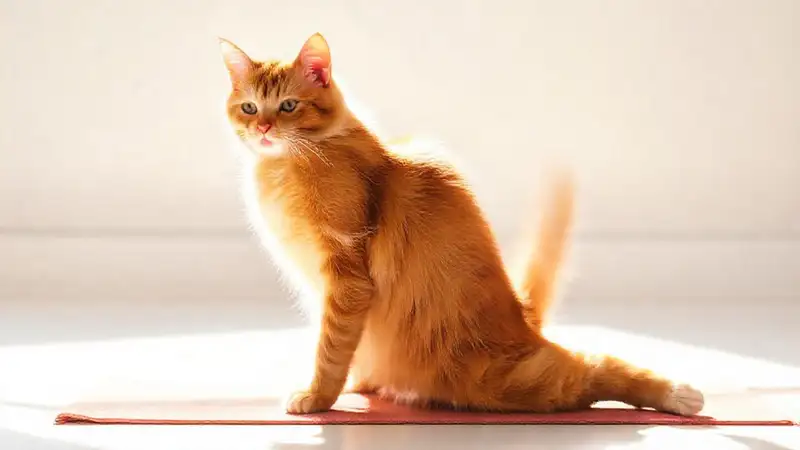 Gato ginger estirándose en estudio brillante